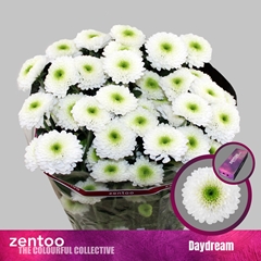 Chr T Daydream 70cm 75gram