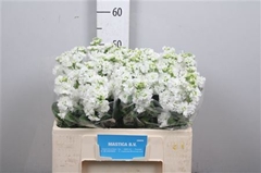 Matth Stx White 60cm 23