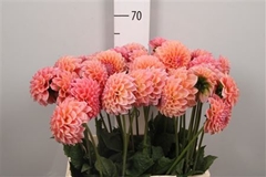 Dahl Lindas Baby 60cm