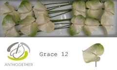 Anth A Grace 13cm Ø
