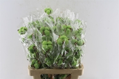 Diversen H% 60cm