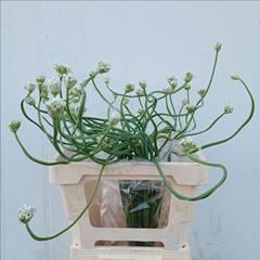 Allium Giganteum 60cm