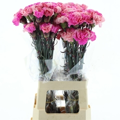 Di St Ov Klb 21% 70cm 23