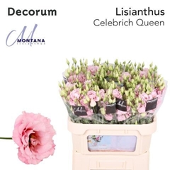 Eus G Celeb Queen 60cm