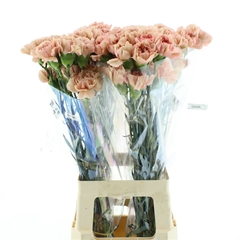 Di St Caramel 70cm 23