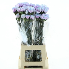 Di St Ov Klb 21% 70cm 24