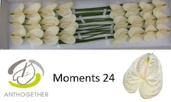 Anth A Moments 11cm Ø