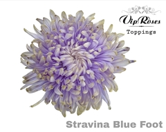Chr G Stravina Blue Foot