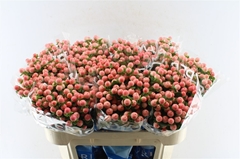 Hyp Coco Tiamo 70cm