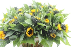 Helian An Sunrich Or 85cm 13