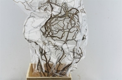 Coryl Av Contorta 90cm