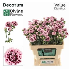 Di Fiorino Value 60cm 23