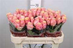 R Gr Melange 70cm