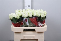 R Gr Countdown! 60cm