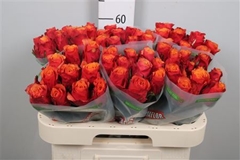 R Gr Espana 60cm