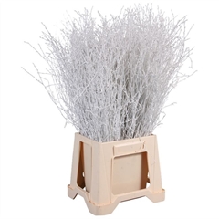 Betula Ov Klb 21% 70cm