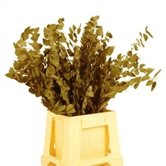 Eucalyp Klb Bs H% 70cm 150gram