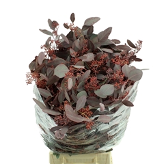 Eucalyp Klb Bs H% 70cm 250gram