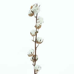 Gossypium Wit 70cm