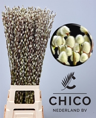 Salix Ca Snow Flake 90cm