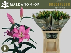 Li Or Maldano 95cm 45+