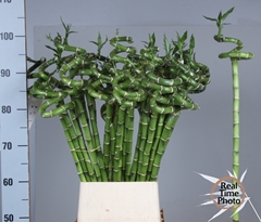 Lucky Bamboo Stem Spiral 100cm 100gram