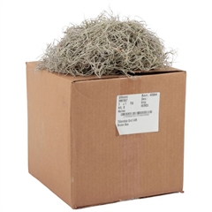 Tillandsia Usneoides