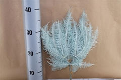 Ov Dec Mat 21%