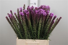 Liatris Spicata 70cm