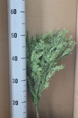 Ov Dec Mat 21%