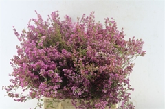 Erica Bicolor 40cm