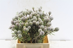 Leucad Galpinii 40cm
