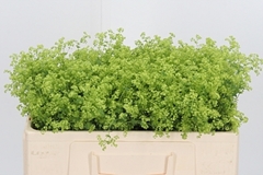 Alchem M Robustica 50cm