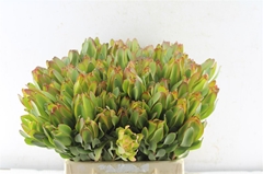 Leucad Laurel Yellow 40cm