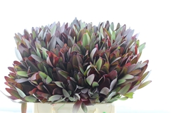 Leucad Safari Sunset 40cm