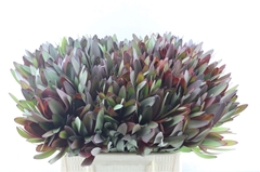 Leucad Safari Sunset 40cm