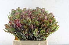 Leucad Senorita 40cm