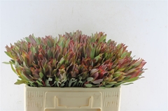 Leucad Other 50cm