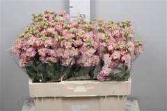 Matth St Champagne 55cm 23