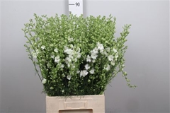 Delph Aj White 80cm 23