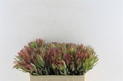 Leucad Other 50cm