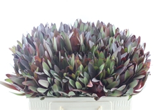 Leucad Safari Sunset 50cm
