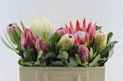 Protea Ov Per Piece 50cm