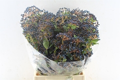 Viburnum Met Bes Bunch 50cm