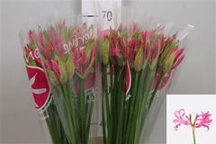 Ne Bo Ras Van Roon 70cm