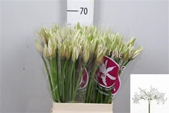 Ne Bo Bianca Perla 65cm