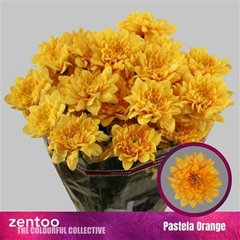 Chr T Pastela Orange 70cm 105gram