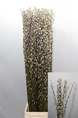 T Salix Ca Snow Flake 120cm