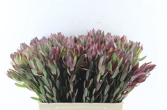 Leucad Senorita 60cm