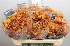 Chr G Saffina Dark 70cm 75gram